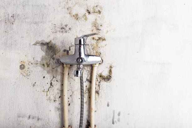 Best Industrial Mold Remediation in Norwood, OH