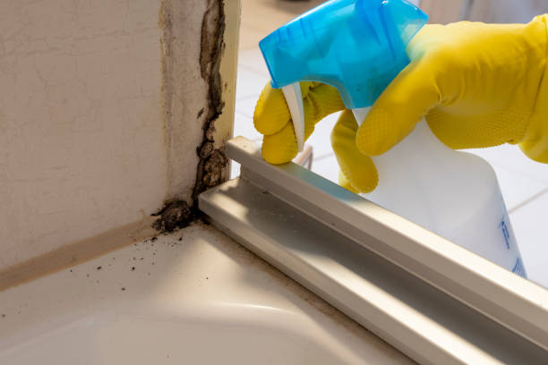 Professional Mold Remediation in Norwood, OH