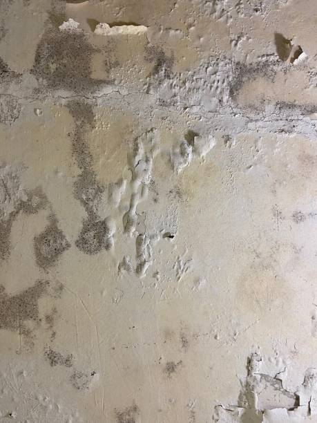 Best Post-Flood Mold Remediation in Norwood, OH